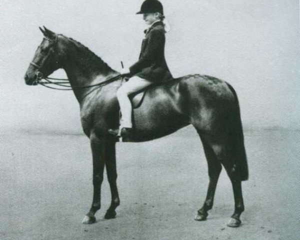 broodmare Arden Tittle Tattle (British Riding Pony, 1954, from Ardencaple xx)