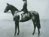 Zuchtstute Arden Tittle Tattle (British Riding Pony, 1954, von Ardencaple xx)