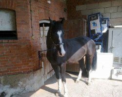 broodmare Angelique (Oldenburg, 1996, from Night and Day)