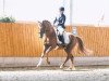 stallion Sir Hillebrand (German Riding Pony, 2005, from Halenkino)