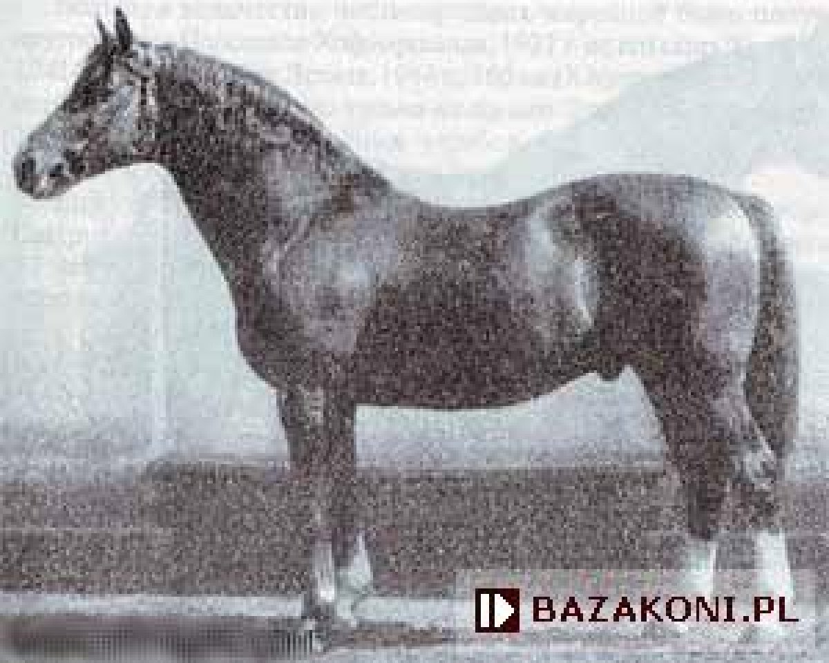 Deckhengst Brankard (Trakehner, 1948, von Celsius)