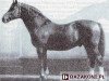 stallion Brankard (Trakehner, 1948, from Celsius)
