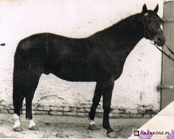 stallion Ditto 406 (Great Poland (wielkopolska), 1950, from Polarstern)