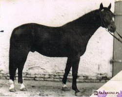 stallion Ditto 406 (Great Poland (wielkopolska), 1950, from Polarstern)