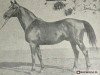 stallion Pyrrhus 1187 (Trakehner, 1939, from Hyperion)