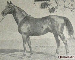 stallion Pyrrhus 1187 (Trakehner, 1939, from Hyperion)