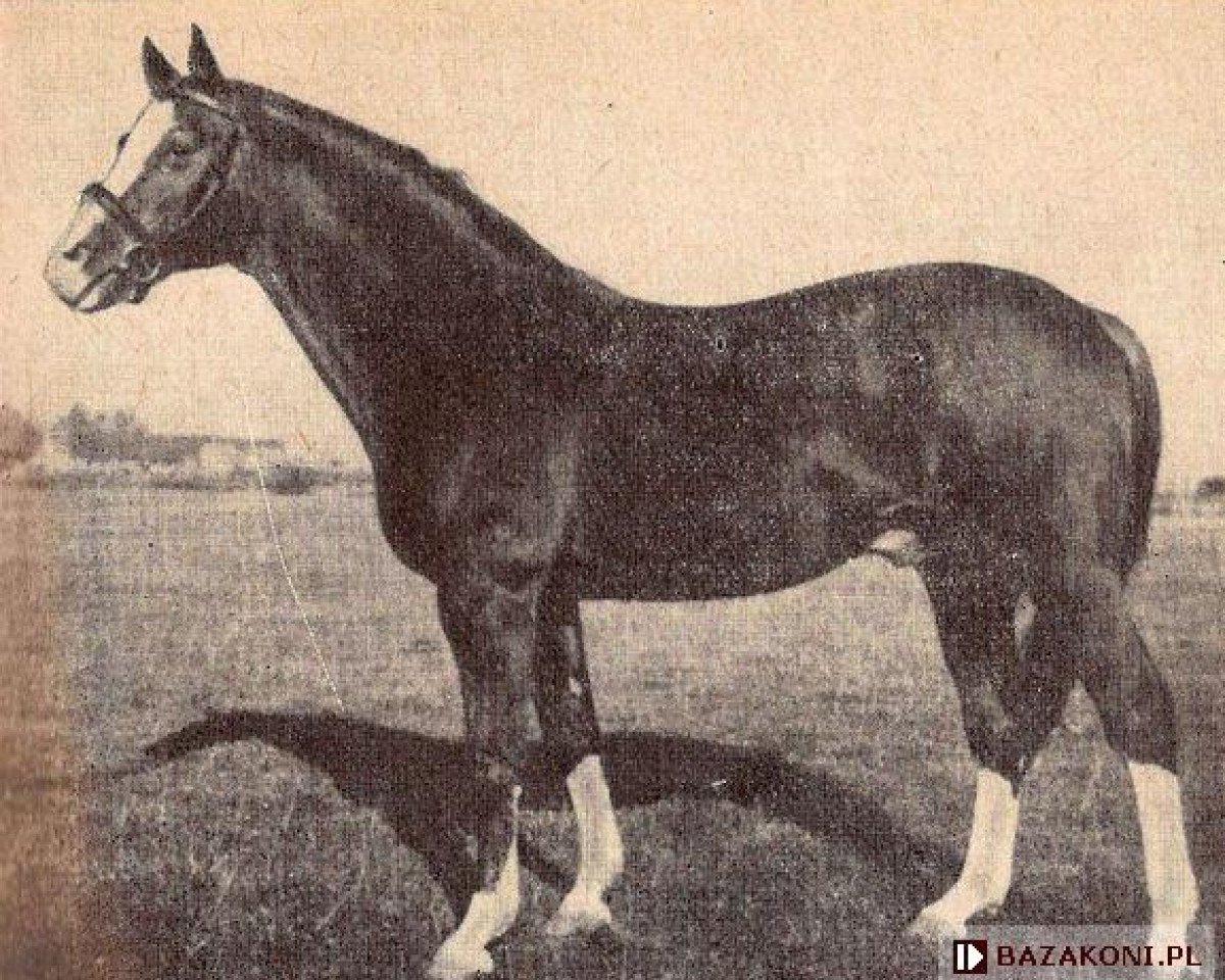 Deckhengst Hindus (Trakehner, 1935, von Favo)