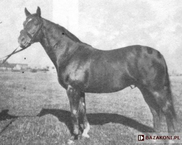stallion Dyrektoriat (Great Poland (wielkopolska), 1951, from Celsius)