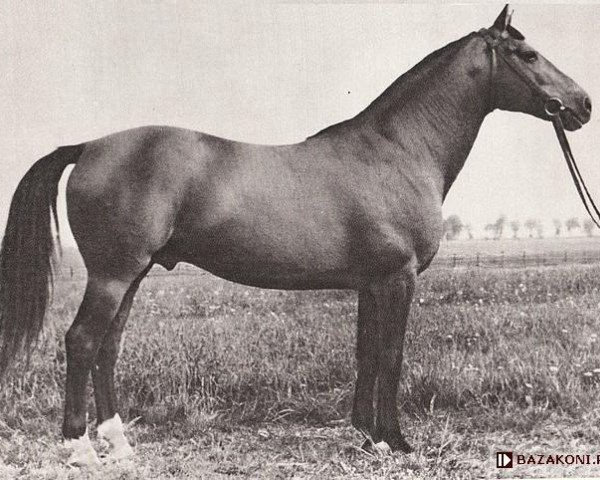 stallion Belaney (Trakehner, 1952, from Hunnenkoenig 1155)