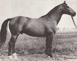 Deckhengst Belaney (Trakehner, 1952, von Hunnenkoenig 1155)