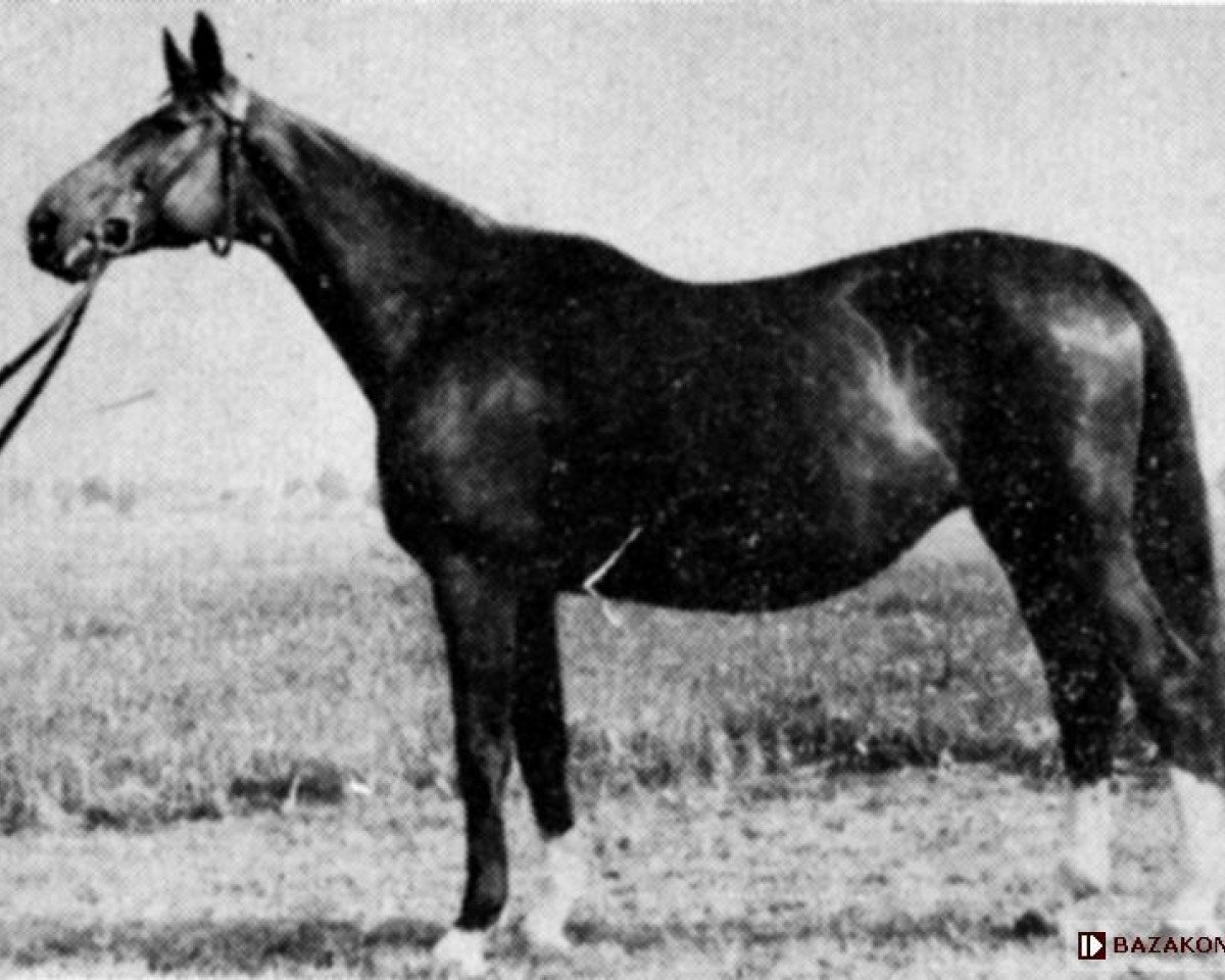 broodmare Awantura (Trakehner, 1939)