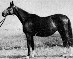 Zuchtstute Awantura (Trakehner, 1939)