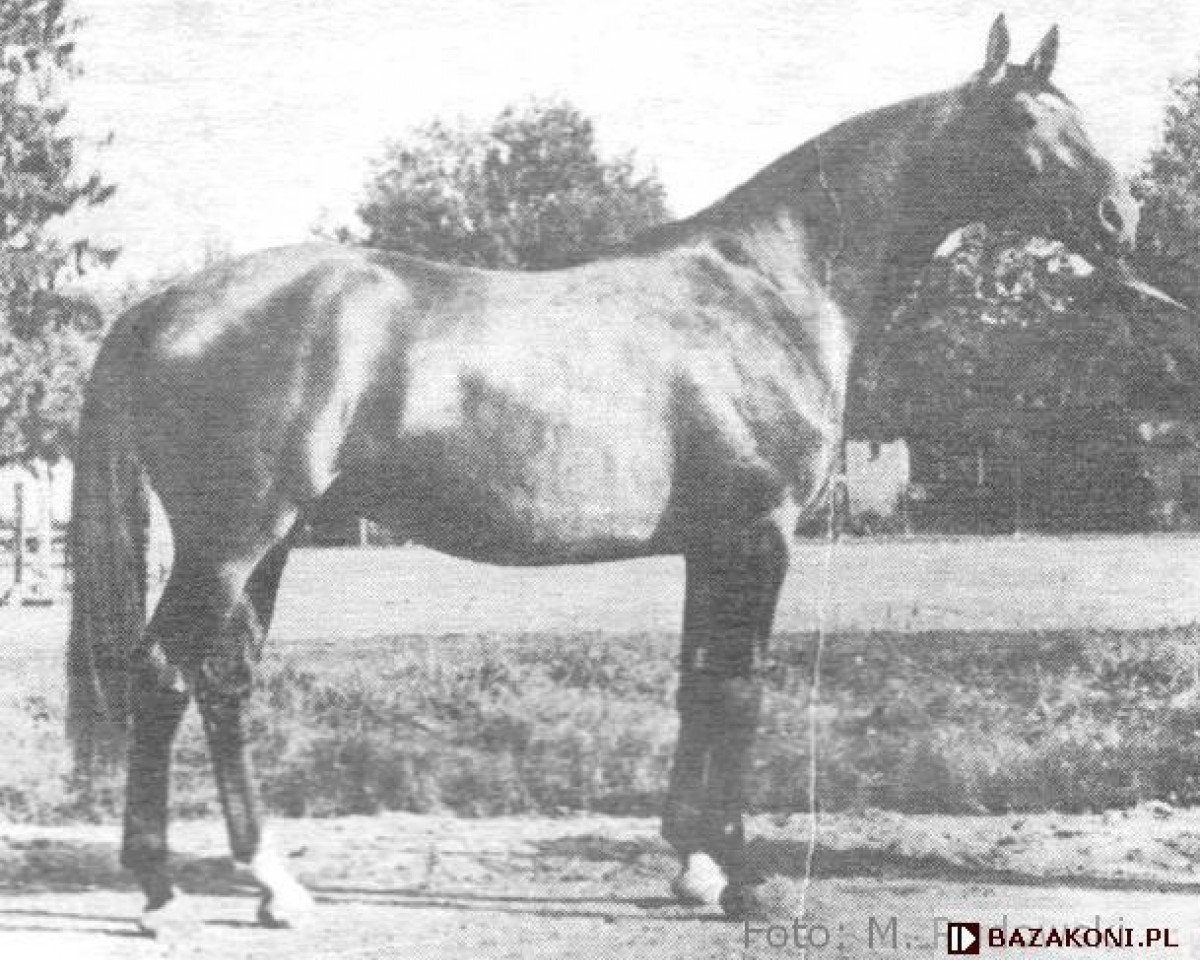 Deckhengst Awertin (Wielkopolska, 1956, von Belaney)