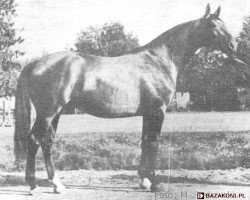 Deckhengst Awertin (Wielkopolska, 1956, von Belaney)