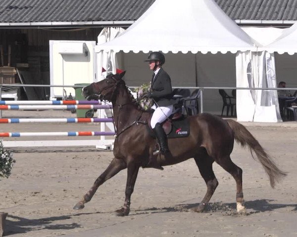 Reitturnier Neunkirchen-City 2021