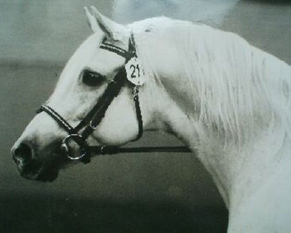 stallion Gredington Viceroy (Welsh Partbred, 1962, from Criban Victor)