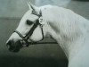 stallion Gredington Viceroy (Welsh Partbred, 1962, from Criban Victor)
