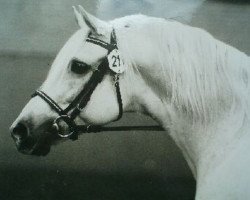 Deckhengst Gredington Viceroy (Welsh Partbred, 1962, von Criban Victor)