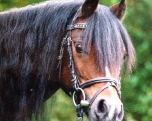 Zuchtstute Sonata (Welsh Pony (Sek.B), 2006, von Blethni Puck)