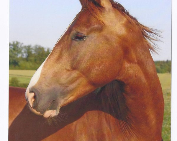 dressage horse Santino (Württemberger, 2009, from Sir Nymphenburg I)