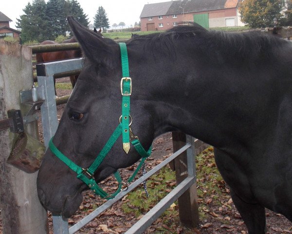 horse Corianza (Oldenburg, 2002, from Coriano)