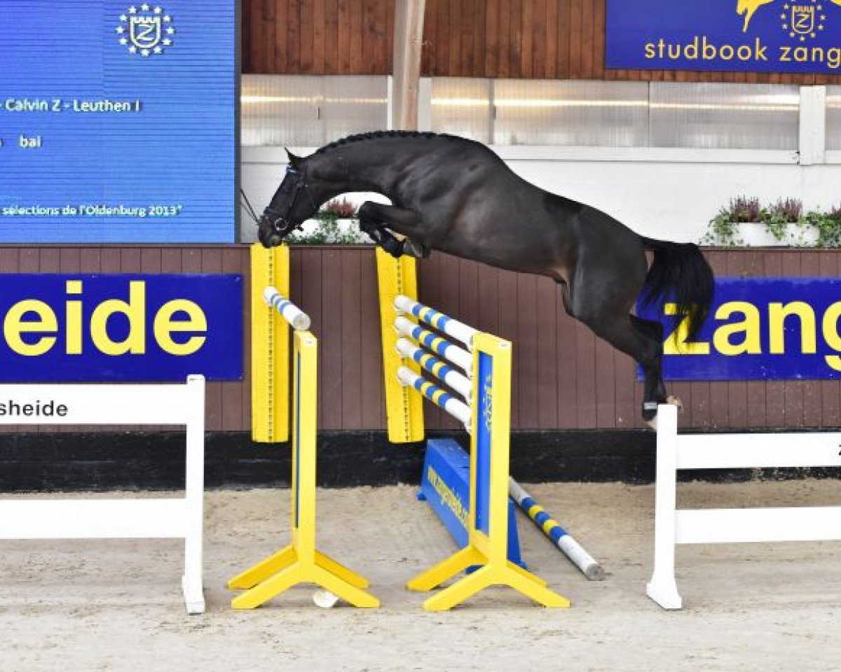 stallion Solid Gold Z (Oldenburg, 2011, from Stakkato Gold)