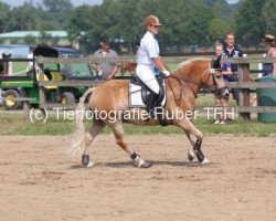 Pferd Sky (Haflinger, 2009, von Standing Ovation)