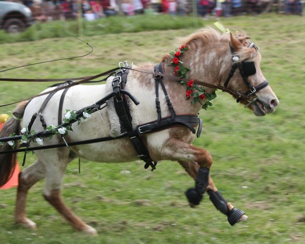 horse Marlon van Dyck (Dt.Part-bred Shetland pony, 2008, from Merlot van Dyck)