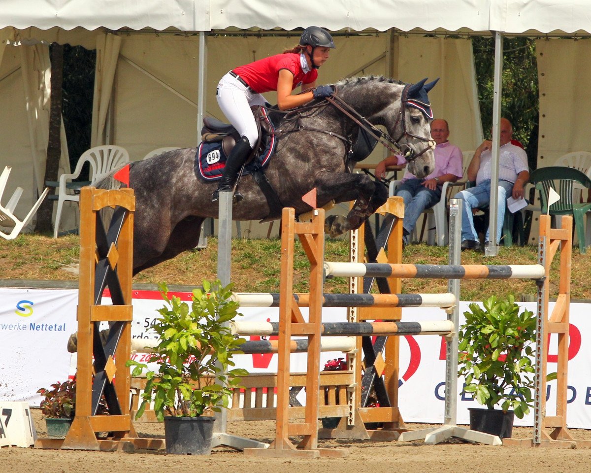jumper G Star de Muze (Belgian Warmblood, 2006, from Canturo)