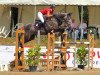 jumper G Star de Muze (Belgian Warmblood, 2006, from Canturo)