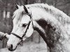 stallion Bwlch Minstrel (Welsh Partbred, 1970, from Bwlch Hill Wind)