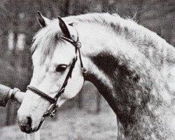 Deckhengst Bwlch Minstrel (Welsh Partbred, 1970, von Bwlch Hill Wind)