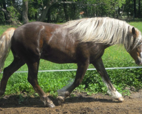 Pferd Vulcan (Schwarzwälder Kaltblut, 2011, von Vento)