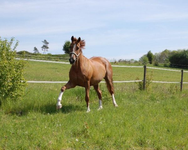 broodmare Angel's Dream (Hanoverian, 2000, from Alabaster)