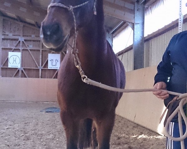 Pferd Antony-Lee (Tschechisches Warmblut, 1992, von Hubertus humbursky)