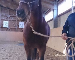 horse Antony-Lee (Czech Warmblood, 1992, from Hubertus humbursky)