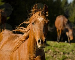 broodmare Fatima (Arabian thoroughbred, 2010, from VDA HADIB ox)