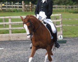 jumper Tymo 3 (German Riding Pony, 2000, from Top Debino)