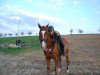 dressage horse Wilano 32 (Hanoverian, 2000, from Wilawander xx)