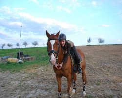 dressage horse Wilano 32 (Hanoverian, 2000, from Wilawander xx)