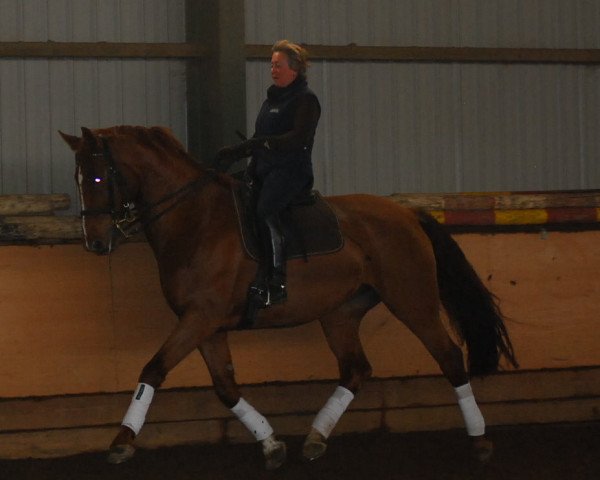 dressage horse Dona-Dorada (Hanoverian, 2006, from Don Frederico)