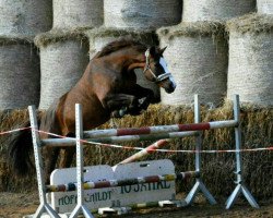 dressage horse Anka 327 (Deutsches Sportpferd, 2005, from Acodetto I)