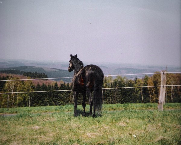 stallion Astico xx (Thoroughbred, 1985, from Priamos xx)
