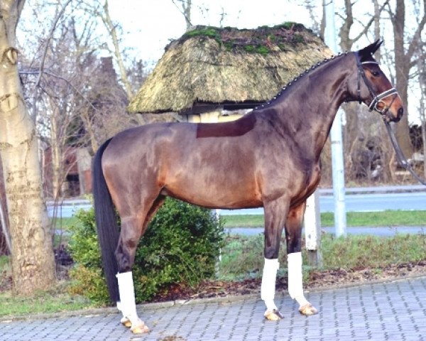dressage horse Comtess (Oldenburg, 2010, from Christ)