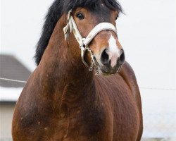 horse Lucky (Rhenish-German Cold-Blood, 2008, from Lausbub)