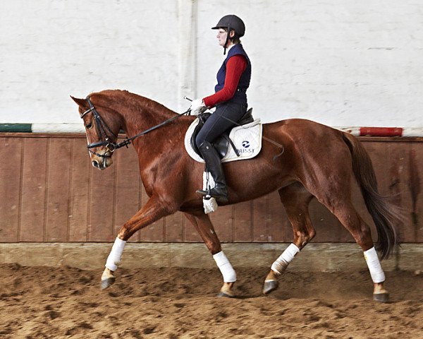 dressage horse Lesley 75 (Hanoverian, 2006, from Locksley I)