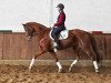 dressage horse Lesley 75 (Hanoverian, 2006, from Locksley I)