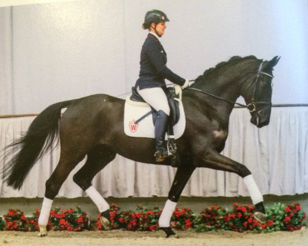 dressage horse Stute von Silbermond x Sir Oldenburg (Westphalian, 2011, from Silbermond)