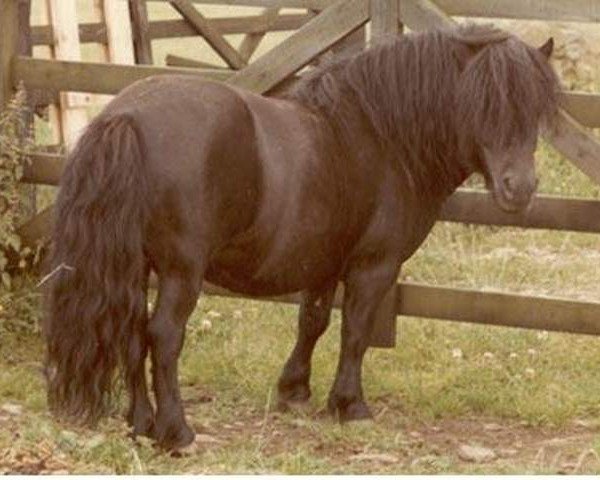 Deckhengst Wells Final Command (Shetland Pony, 1977, von Wells Superb)