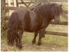 stallion Wells Final Command (Shetland Pony, 1977, from Wells Superb)